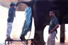 elephant closeup.jpg