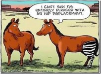 hip replacement.jpg