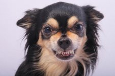 small-dog-growling-1024x682.jpg