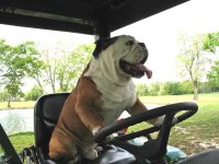 Driving.jpg