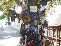 Tree of shame.jpg