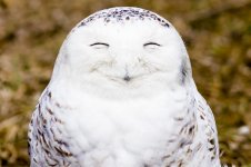 Smiling owl.jpg
