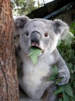 Astonished Koala.jpg
