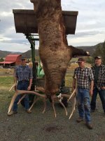 jims big elk.jpg