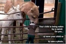 Eaten by a camel.jpg