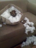Busted 02.jpg