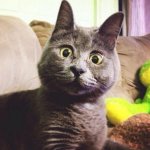 surprised-cat-hydrocephalus-kevin-theadventuresofkev23.jpg
