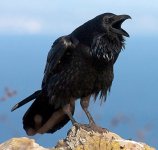 common_raven_2.jpg