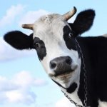 CowMoo.jpg