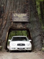 330px-CarRedwoodLeggett01-05.jpg