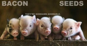 bacon seeds.jpg