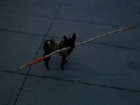 IMG_20120326_200733.jpg
