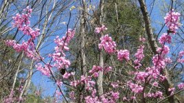 IMG_0063.jpg