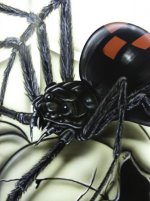 Spyder On Hood Closeup (1 of 1).jpg