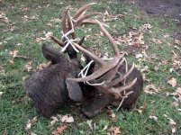 frozen_antler_locked_minnesota_bucks_img_0384.jpg