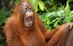 Laughing_Animals_2570870k.jpg