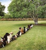 Not Enough Trees.jpg