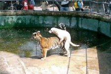 dogtiger.jpg