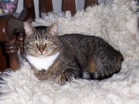 baxter on fur.jpg