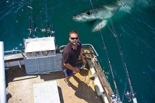 shark1.jpg