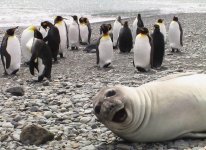 funny-animal-photobombs-13__880.jpg