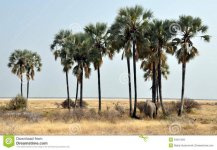 elephant-waterhole-palm-trees-etosha-np-34331358.jpg