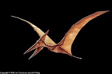 pterodactyl.jpg