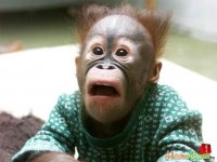 e3f48db4200332b20cfbf6e5ba14e8fa_memes-surprised-face-memes-surprised-face_736-552.jpeg