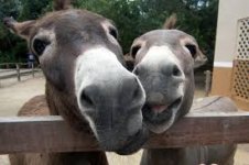 Happy Asses.jpg