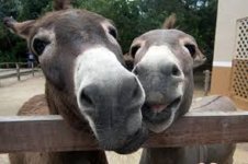 Happy Asses.jpg