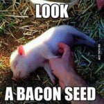 A-Bacon-seed.jpg