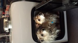 Dogs in trailer.jpg