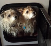 Dogs in trailer.jpg