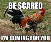 chicken.jpg