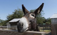 Mule.jpg