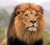 Lion.jpg