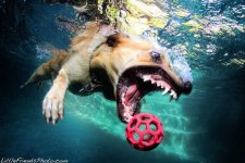 underwater-photos-of-dogs-seth-casteel-10.jpg