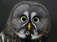 Astonished Owl.jpg