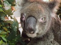 30C5BD6000000578-3425917-Kamarah_the_koala_photographed_at_Koala_Park_Sanctuary_last_year-m-24_1.jpg