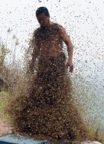 bees.jpg
