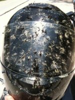 helmet bugs.jpg