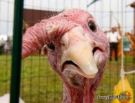 What turkey look.jpg