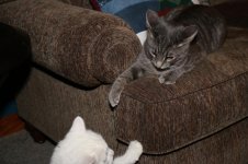 IMG_0340.jpg