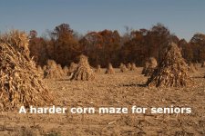 harder corn maze.jpg