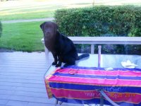 Cole sitting on the table.jpg