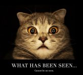 cat-stock-photo-what-seen.jpg