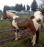 horse and cow.jpg