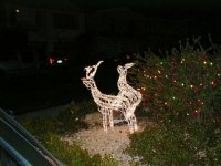 More Reindeer.jpg