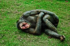 laughing-monkey-16660689.jpg