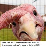 What turkey look.jpg